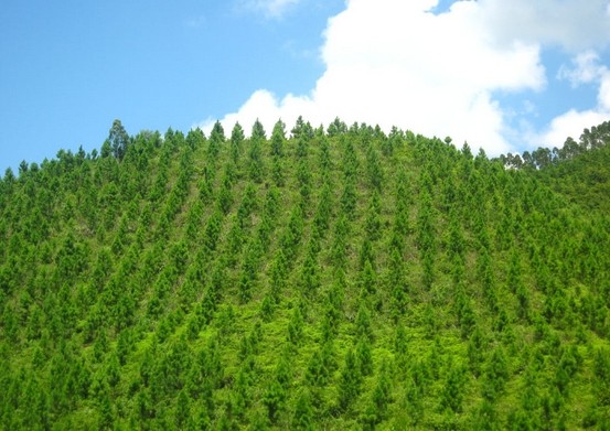 宝运莱天然气散布式能源利用效能达70%